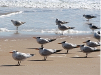 Terns and gulls